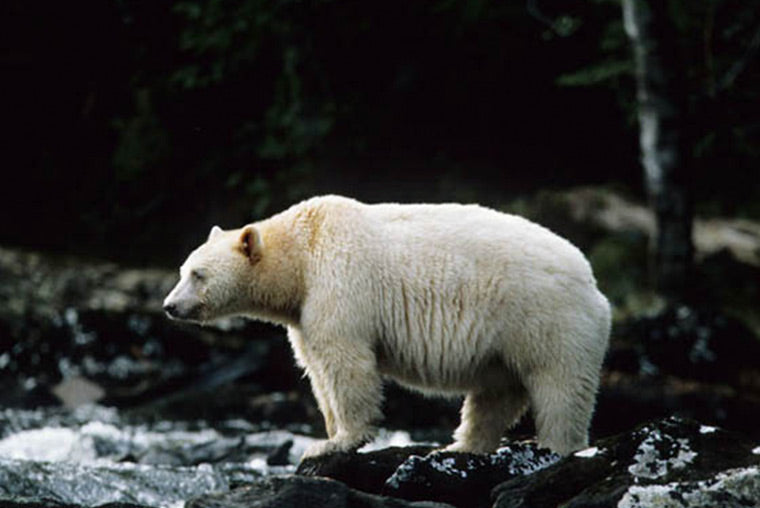 White Spirit bear on rock in stream