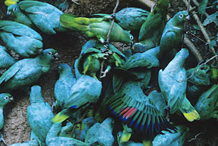 Group of many macaws on clay lick wall Peru.