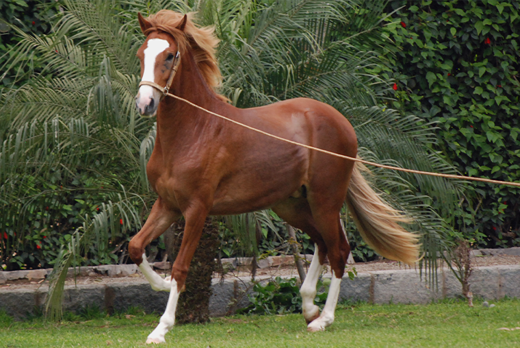 Peruvian Paso horse on longe line